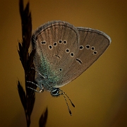 Cyaniris semiargus (2)