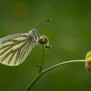 Klein Geaderd Witje - Green-veined White -  Pieris napi