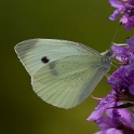 Klein Koolwitje -  Small White - Pieris rapae