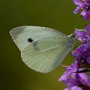 Pieris rapae (3)