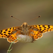 Kleine Parelmoervlinder - Queen of Spain Fritillary -  Issoria lathonia