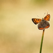 Kleine Vuurvlinder -Small Copper - Lycaena phlaeas