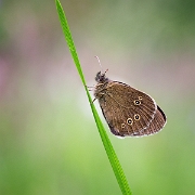 Koevinkje -  Ringlet - Aphantopus hyperantus