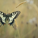 Koninginnepage -  Swallow Tail -  Papilio machaon