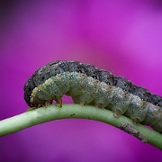 Kooluilje -  Cabbage Moth - Mamestra brassicae