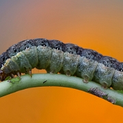 Mamestra brassicae Linnaeus (2)