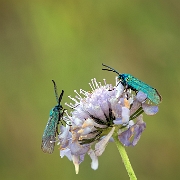 Metaalvlinder - Green Forester - Adscita statices