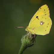 Oranje Luzernevlinder - Clouded Yellow - Colias croceus