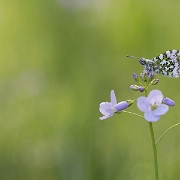 Oranjetipje - Orange Tip - Anthocharis cardamines