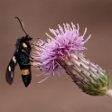 Phegeavlinder - Nine-spotted Moth - Amata phegea