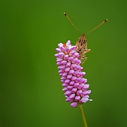 Purperstreep Parelmoervlinder -  Lesser marbled Fritillary - Brenthis ino