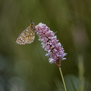 Ringoogparelmoer - Bog Fritillary - Boloria eunomia