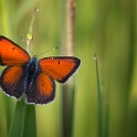 Rode Vuurvlinder -  Purple Edged Copper - Lycaena hippothoe