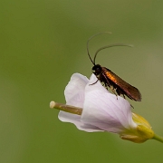 Smaragd Langsprietmot - Green Longhorn - Adela reaumurella