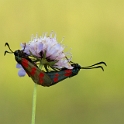 St Jans Vlinder - Cinnabar Moth - Tyria jacobaeae