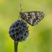Steppeparelmoervlinder -Nickerl's Fritillary - Mellicta aurelia