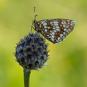 Steppeparelmoervlinder -Nickerl's Fritillary - Mellicta aurelia