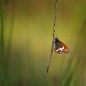 Tweekleurig Hooibeestje - Pearly Heath - Coenonympha arcania