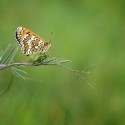 Veldparelmoervlinder - Glanville Fritillary - Melitaea cinxia