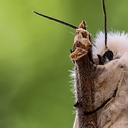 Witte Tijger - White Tiger - Spilosoma lubricipeda