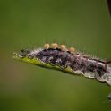 Witvlakvlinder - Rusty Tussock Moth - Orgyia antiqua