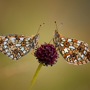 Zilveren Maan -  Silver Bordered Fritillary - Boloria selene