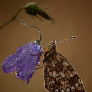 Boloria selene (5)