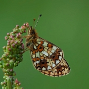 Boloria selene