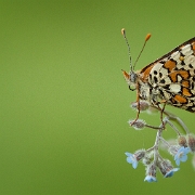 European Butterflies