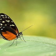 Tropical Butterflies