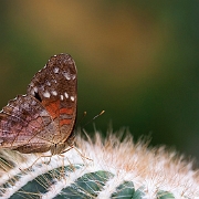 Anartia amathea