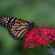 Danaus plexippus