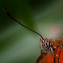 Dryadula phaetusa (3)
