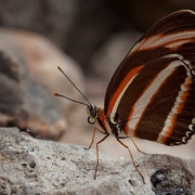 Dryadula phaetusa