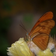 Dryas julia