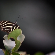 Heliconius charithonia