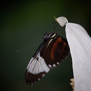 Heliconius cydno