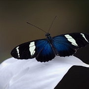 Heliconius sapho