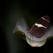 Heliconius sara (3)