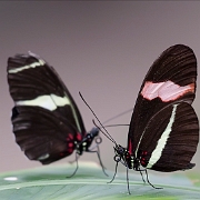 Heliconius sara (4)