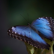 Morpho Peleidis