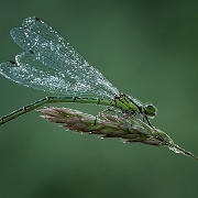 Azuurwaterjuffer - Azure Damselfly - Coenagrion puella