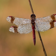 Bandheidelibel - Banded Darter - Sympetrum pedemontanum