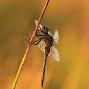 22072012 140Z-1 : 22072012