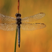 Beekoeverlibel - Keeled Skimmer - Orthetrum coerulescens