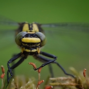 Beekrombout - Common Clubtail - Gomphus vulgatissimus