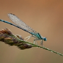Blauwe breedscheenjuffer - White-legged Damselfly - Platycnemis pennipes