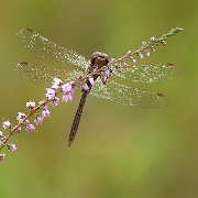 Bloedrode heidelibel - Ruddy Darter - Sympetrum sanguineum