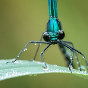 Bosbeekjuffer - Beautiful Demoiselle - Calopteryx virgo