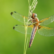 Bruine korenbout - Scarce Chaser - Libellula fulva